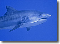 Tiger Shark