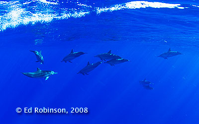 Spinner Dolphin