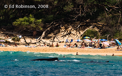 whales near beach