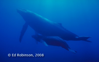 Whale cow & calf