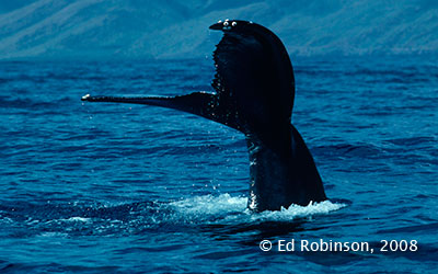 Humpback whale fluke