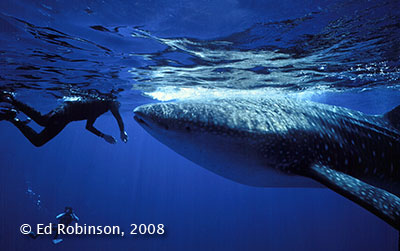 Whale Shark