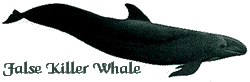 False Killer Whale