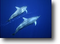 Spinner Dolphin