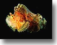 Leaf Scorpionfish