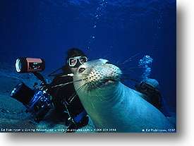 Hawaiian Monk Seal