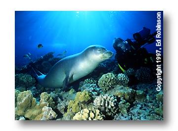 Monk Seal