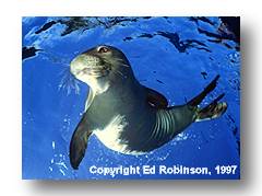 Monk Seal image