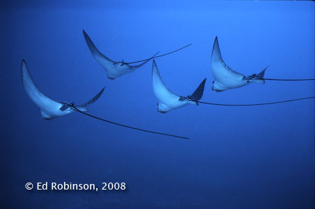 Eagle Rays