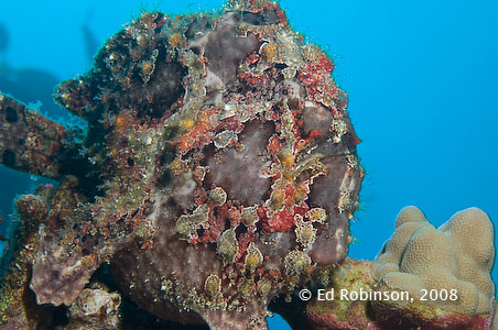 Frogfish