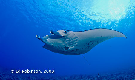 Manta Ray