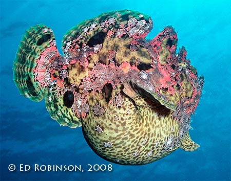 frogfish