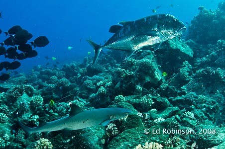 Trevally/Shark Hunting