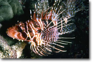 Hawaiian Lionfish