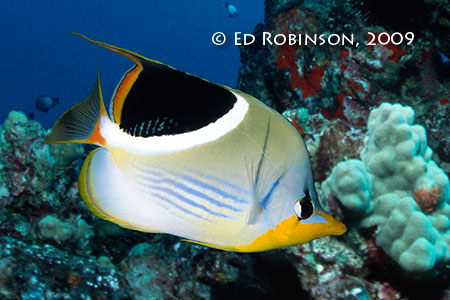 Saddleback Butterflyfish