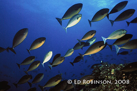 unicornfish