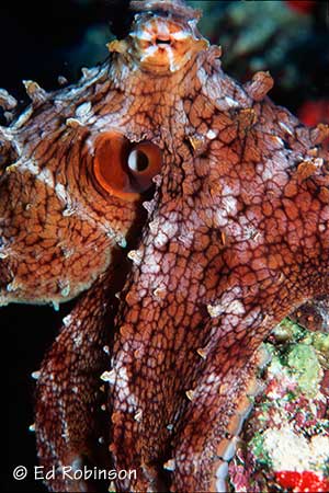 Daytime Octopus