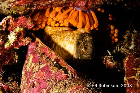 Triton's Trumpet Eggs