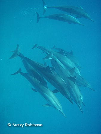 spinner dolphin