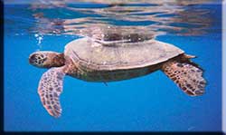 Green Turtle