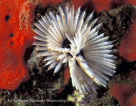 Feather-duster Worm